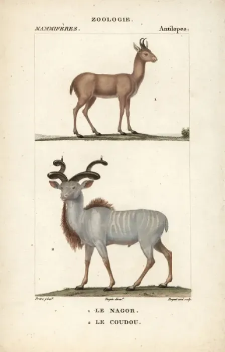 Framed Print : Nilgai, Boselaphus tragocamelus, and greater Framed Print : Nilgai, Boselaphus tragocamelus, and greater