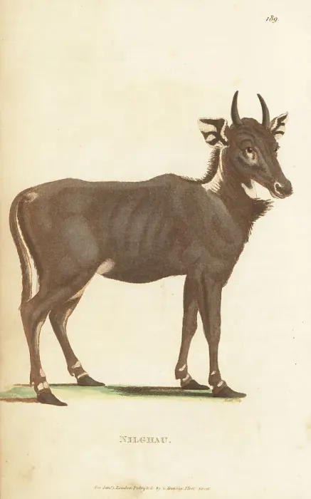 Framed Print : Nilgai, Boselaphus tragocamelus, male Framed Print : Nilgai, Boselaphus tragocamelus, male