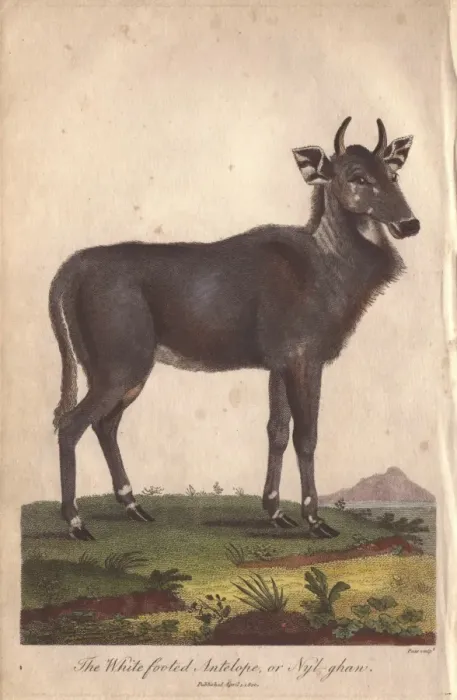 Framed Print : Nilgai, nylghan, or white footed antelope Framed Print : Nilgai, nylghan, or white footed antelope