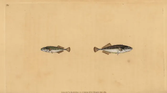 Framed Print : Ninespine stickleback, Pungitius pungitius Framed Print : Ninespine stickleback, Pungitius pungitius