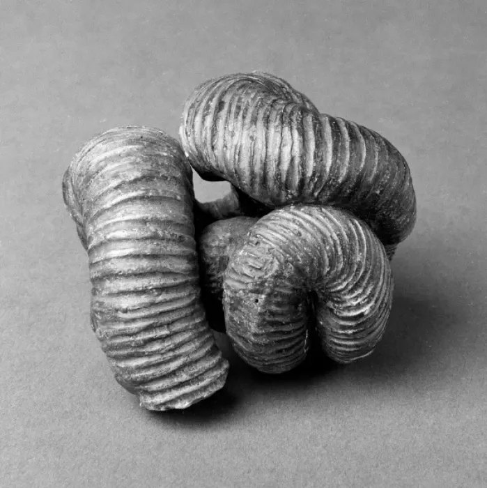 Framed Print : Nipponites, uncoiled ammonoid