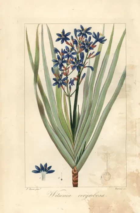 Framed Print : Nivenia corymbosa, native to South Africa Framed Print : Nivenia corymbosa, native to South Africa