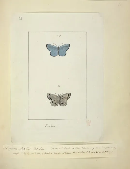 Framed Print : No. 179 & 180 Palilio Erebus Framed Print : No. 179 & 180 Palilio Erebus