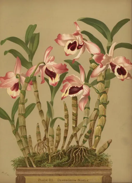 Framed Print : Noble dendrobium orchid, Dendrobium nobile Framed Print : Noble dendrobium orchid, Dendrobium nobile