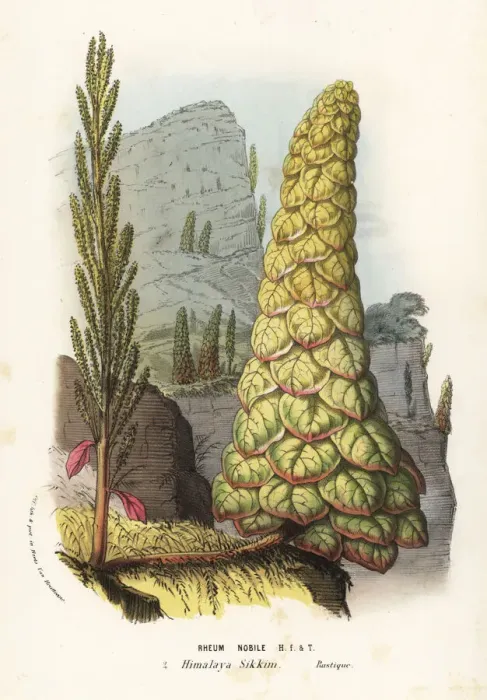 Framed Print : Noble rhubarb or Sikkim rhubarb, Rheum nobile Framed Print : Noble rhubarb or Sikkim rhubarb, Rheum nobile