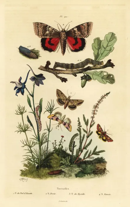 Framed Print : Noctua butterflies Framed Print : Noctua butterflies