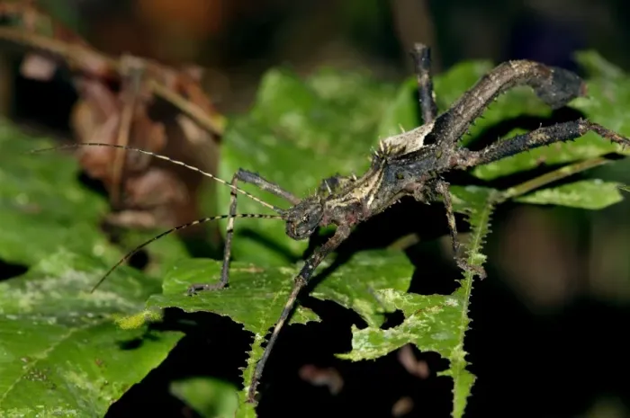 Framed Print : Nocturnal spine-covered Stick Insect (appears to Framed Print : Nocturnal spine-covered Stick Insect (appears to