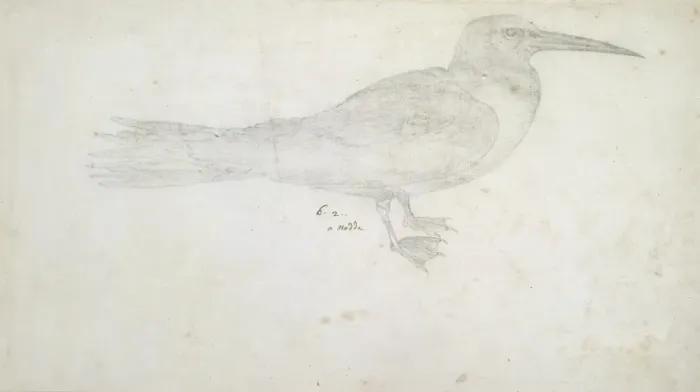 Framed Print : A Nodde. A pencil sketch from the Drawings Collection of Thomas Malie (1726-42) Framed Print : A Nodde. A pencil sketch from the Drawings Collection of Thomas Malie (1726-42)