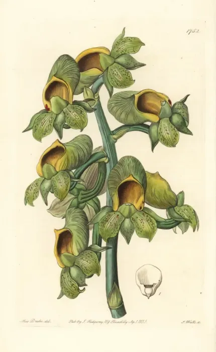 Framed Print : Nodding catasetum orchid, Catasetum cernuum Framed Print : Nodding catasetum orchid, Catasetum cernuum