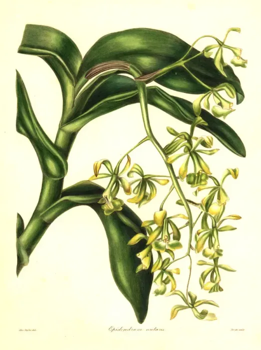 Framed Print : Nodding epidendrum orchid, Epidendrum nutans Framed Print : Nodding epidendrum orchid, Epidendrum nutans