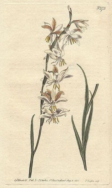 Nodding-flowered ixia with white, orange