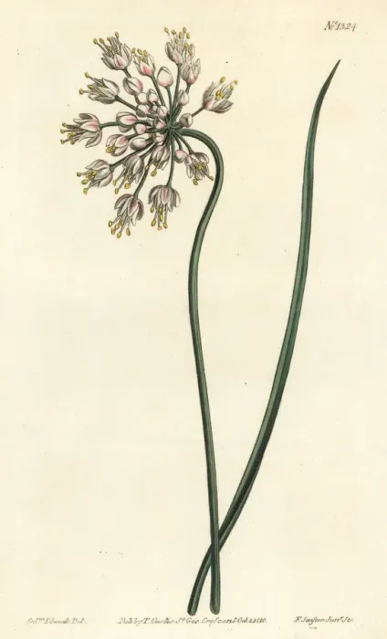 Framed Print : Nodding onion, Allium cernuum Framed Print : Nodding onion, Allium cernuum
