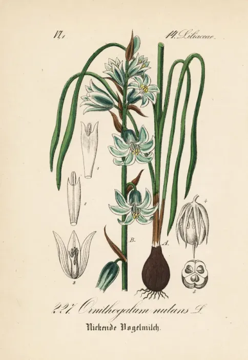 Framed Print : Nodding Star of Bethlehem, Ornithogalum nutans Framed Print : Nodding Star of Bethlehem, Ornithogalum nutans