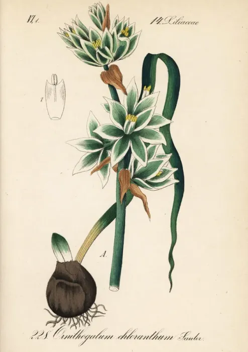 Framed Print : Nodding Star of Bethlehem, Ornithogalum nutans Framed Print : Nodding Star of Bethlehem, Ornithogalum nutans