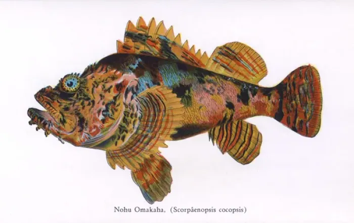 Framed Print : Nohu Omakah, Fishes of Hawaii Framed Print : Nohu Omakah, Fishes of Hawaii