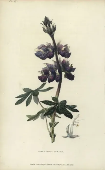 Framed Print : Nootka lupin, Lupinus nootkatensis Framed Print : Nootka lupin, Lupinus nootkatensis