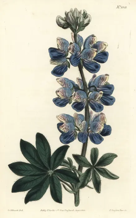 Framed Print : Nootka-Sound lupin, Lupinus nootkatensis Framed Print : Nootka-Sound lupin, Lupinus nootkatensis