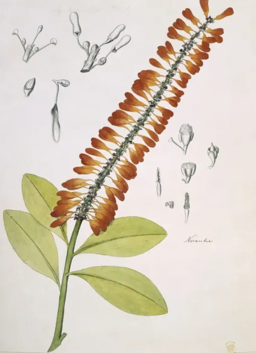 Framed Print : Norantea guianensis, red hot poker Framed Print : Norantea guianensis, red hot poker