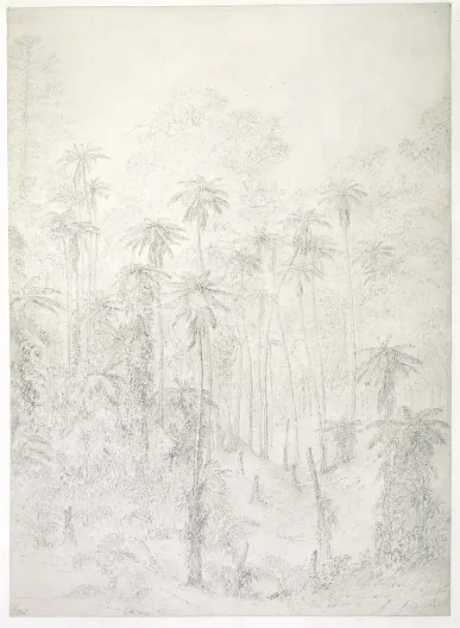 Framed Print : Norfolk Island drawing 2 Framed Print : Norfolk Island drawing 2
