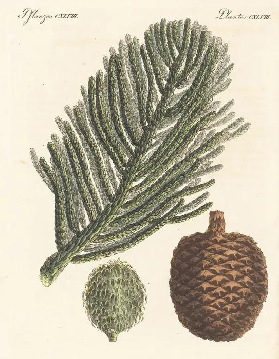 Framed Print : Norfolk Island pine, Araucaria heterophylla Framed Print : Norfolk Island pine, Araucaria heterophylla