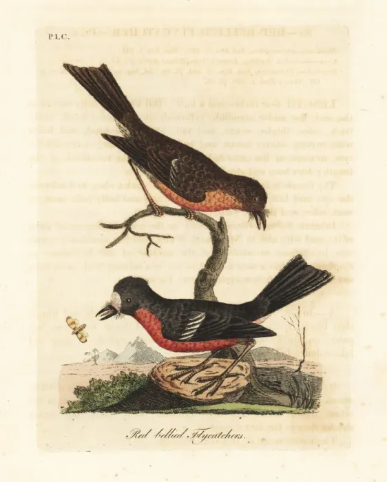 Framed Print : Norfolk Pacific robin, Petroica multicolor multicolor Framed Print : Norfolk Pacific robin, Petroica multicolor multicolor