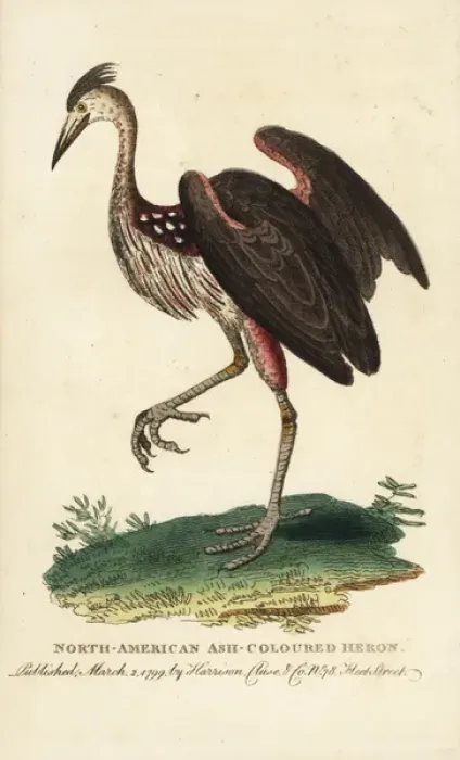 Framed Print : North American ash-coloured heron, Ardea fusca Framed Print : North American ash-coloured heron, Ardea fusca