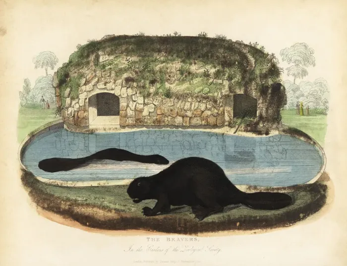 Framed Print : North American beaver, Castor canadensis Framed Print : North American beaver, Castor canadensis