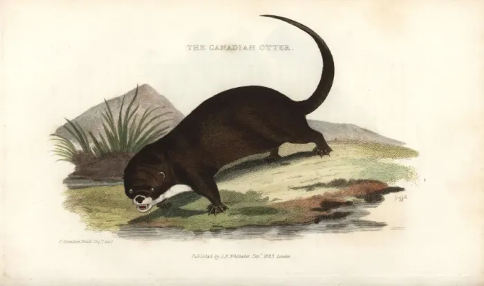 Framed Print : North American river otter, Lontra canadensis Framed Print : North American river otter, Lontra canadensis