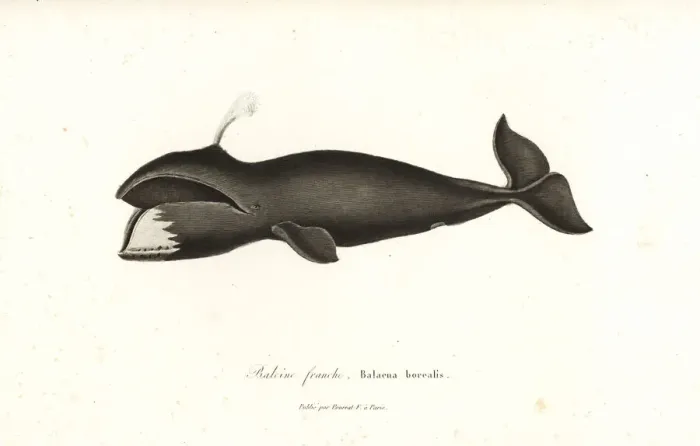 Framed Print : North Atlantic right whale, Eubalaena glacialis Framed Print : North Atlantic right whale, Eubalaena glacialis
