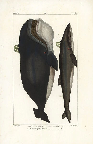North Atlantic right whale and fin whale, endangered species