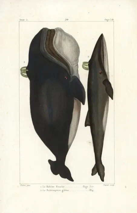 Framed Print : North Atlantic right whale and fin whale, endangered species Framed Print : North Atlantic right whale and fin whale, endangered species