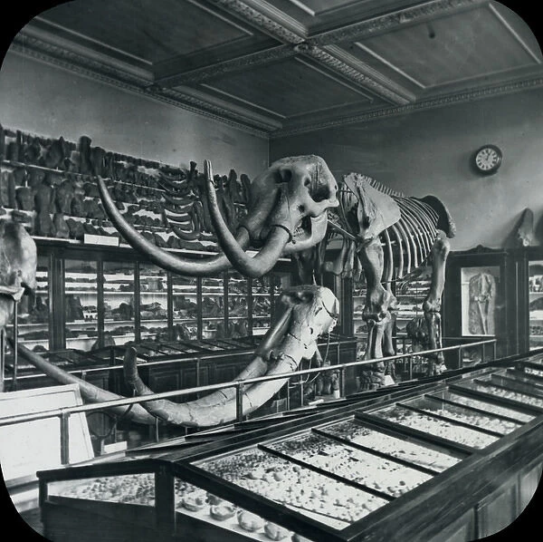 North Geological Room - Mastodon (British Museum)
