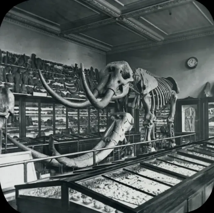 Framed Print : North Geological Room - Mastodon (British Museum) Framed Print : North Geological Room - Mastodon (British Museum)