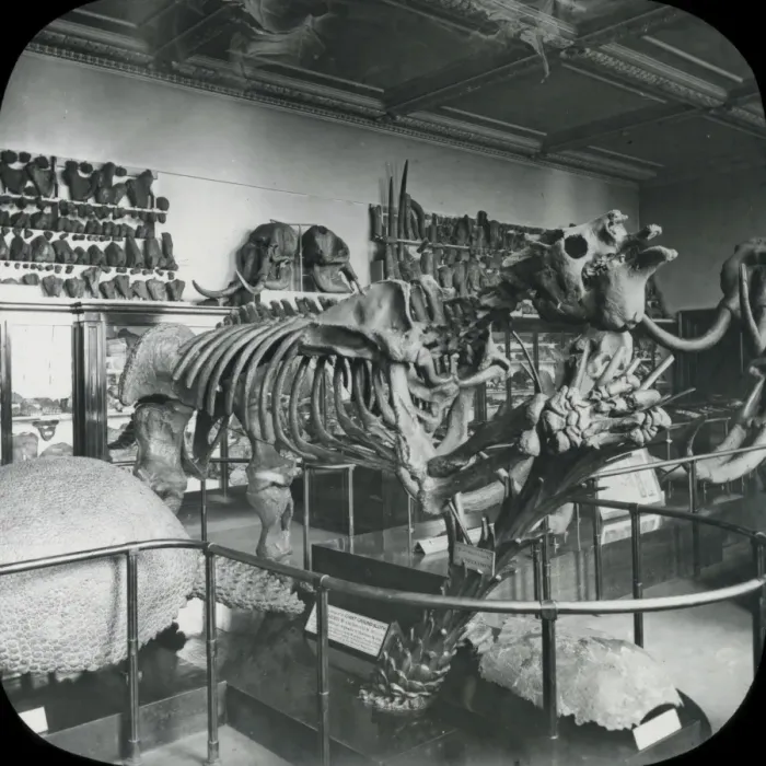 Framed Print : North Geological Room - Megatherium Framed Print : North Geological Room - Megatherium