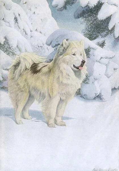 North Greenland Eskimo dog