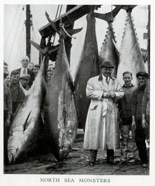 North Sea tuna