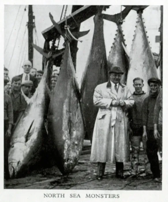 Framed Print : North Sea tuna Framed Print : North Sea tuna
