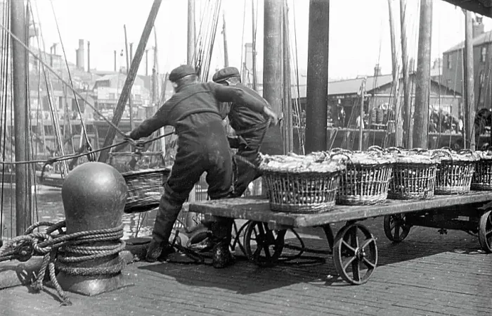 Framed Print : North Shields Landing the Herring early 1900s Framed Print : North Shields Landing the Herring early 1900s