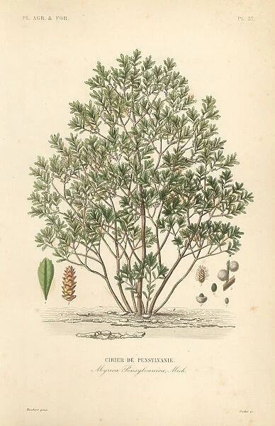 Northern bayberry, Myrica pensylvanica