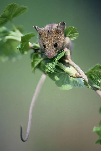 Northern birch mouse explores redcurrant branch