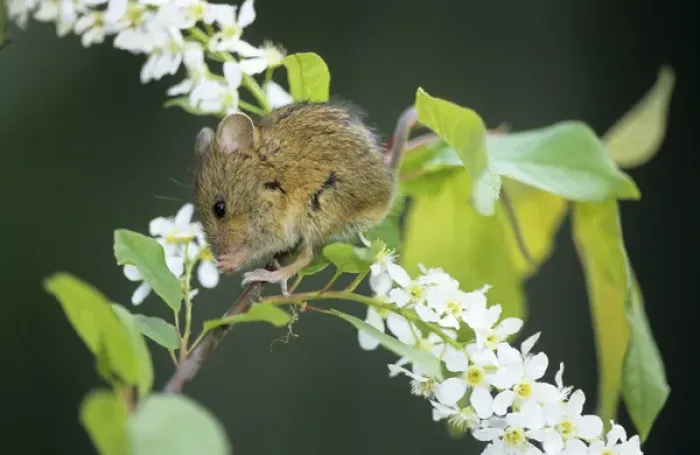 Framed Print : Northern birch mouse feeds on bird cherry (Prunus Framed Print : Northern birch mouse feeds on bird cherry (Prunus