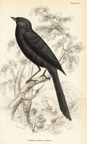 Northern black-flycatcher, Melaenornis edolioides
