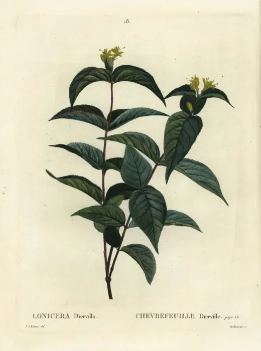 Framed Print : Northern bush honeysuckle, Diervilla lonicera Framed Print : Northern bush honeysuckle, Diervilla lonicera