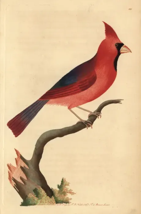 Framed Print : Northern cardinal, Cardinalis cardinalis Framed Print : Northern cardinal, Cardinalis cardinalis