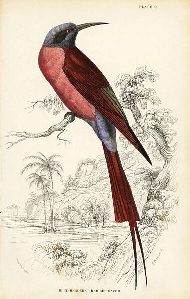 Northern carmine bee-eater, Merops nubicus
