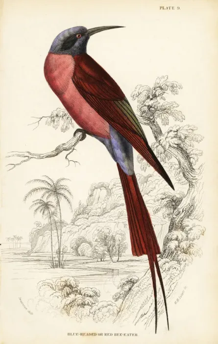 Framed Print : Northern carmine bee-eater, Merops nubicus Framed Print : Northern carmine bee-eater, Merops nubicus