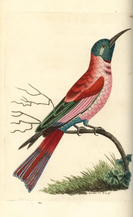 Framed Print : Northern carmine bee-eater, Merops nubicus