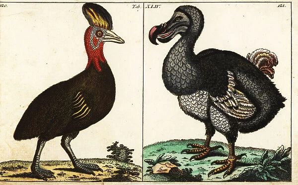 Northern cassowary and extinct dodo