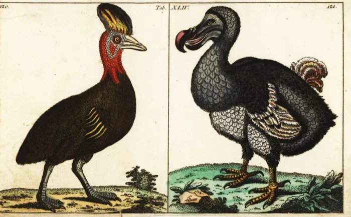 Framed Print : Northern cassowary and extinct dodo Framed Print : Northern cassowary and extinct dodo