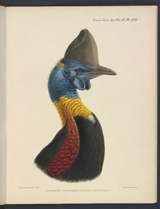 Framed Print : Northern cassowary by JG Keulemans Framed Print : Northern cassowary by JG Keulemans